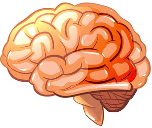 Brain